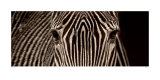 Zebra Grevy Art by Marina Cano