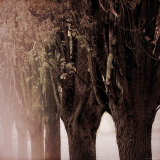Trees in Bloom Photographic Print by Ewa Zauscinska