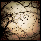 Birds Flying from Tree Photographie par Ewa Zauscinska