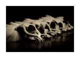 Swan Lake Posters by Patrick Baldwin