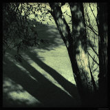 Branch Shadows Fotografie-Druck von Ewa Zauscinska