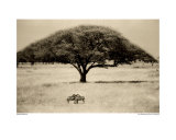 The Sheltering Tree, Serengeti Poster von Lorne Resnick