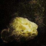 Large Flower in Brush Photographic Print by Ewa Zauscinska