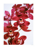 Dendrobium Orchids Prints by Caroline Purday