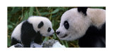 Panda Bear with Cub Posters by Steve Bloom