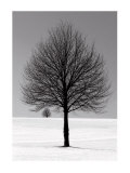 Winter Tree Prints by Ilona Wellman