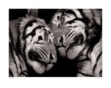 Sleeping Tigers Posters par Marina Cano