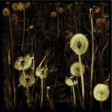 Dandelions in Various Stages Fotografie-Druck von Ewa Zauscinska