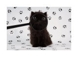 Lucky Kitten Posters par Xavier Chantrenne