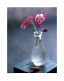 Columbine in a Glass Prints by Alexandra Grablewski
