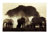 Elephant Silhouettes Plakater af Martyn Colbeck Elephant Silhouettes Plakater af Martyn Colbeck