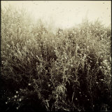 Overgrown Flowers Photographic Print by Ewa Zauscinska