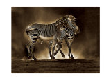 Zebra Grevys Posters by Marina Cano