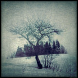 Lone Tree Fotografie-Druck von Ewa Zauscinska