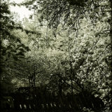 Trees along Fence in Bloom Fotografie-Druck von Ewa Zauscinska