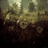 Spiderwebs in Field Photographie par Ewa Zauscinska