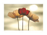 Yoshizo Kawasaki - Icelandic Poppies Obrazy