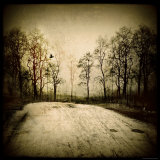 Low Lighting Lot Near Trees Photographic Print by Ewa Zauscinska