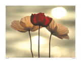 Icelandic Poppies Kunstdrucke von Yoshizo Kawasaki