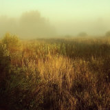 Tall Grass in Foggy Field Photographic Print by Ewa Zauscinska