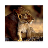 Lioness with Cub Posters by Michel & Christine Denis-Huot