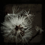 Dandelion in Dew Fotografie-Druck von Ewa Zauscinska