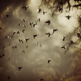 Birds Flying overhead Reprodukcja zdjęcia autor Ewa Zauscinska Birds Flying overhead Reprodukcja zdjęcia autor Ewa Zauscinska
