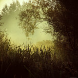Hiding behind Shrubs from the Light Fotografie-Druck von Ewa Zauscinska