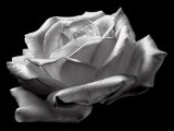 Rosa blanca Póster por David Chow