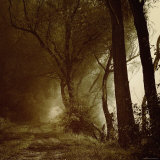 Foggy Path through Forest Photographic Print by Ewa Zauscinska