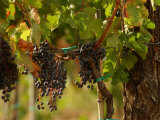 Grapes Hanging in Vineyards, Tuscany, Italy Lámina fotográfica por Keith Levit