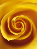Detail of Yellow Rose Photographic Print by Fogstock Llc 