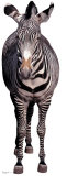Zebra Imagen a tamaño natural