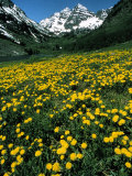 Field of Yellow Flowers with Mountains Photographic Print by Fred Luhman