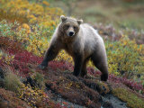Grizzly Bear, Denali National Park, Alaska Fotografie-Druck von Hal Gage