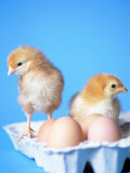 Baby Chicks and Carton of Eggs Fotografie-Druck von Thomas McGuire