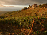 Vineyards, Tuscany, Italy Lámina fotográfica por Keith Levit