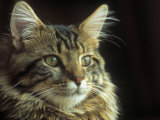 Maine Coon Cat Photographic Print by Tony Ruta