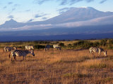 Zebras and Mt. Kilimanjaro, Amboseli National Park, Kenya Photographic Print by Michele Burgess