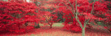 Trees in Fall, Gloucestershire, UK Photographic Print by Peter Adams