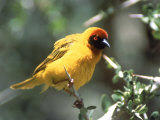 Masked Weaver, East Africa Photographic Print by Elizabeth DeLaney