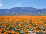 Spring, California Poppies, Gorman, CA Photographic Print by Mark Gibson
