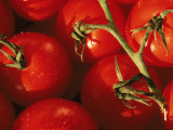 Tomatoes on Vine Photographic Print by Mitch Diamond