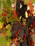 Vineyards, Tuscany, Italy Lámina fotográfica por Keith Levit Vineyards, Tuscany, Italy Lámina fotográfica por Keith Levit