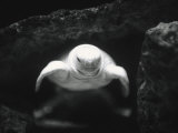 Turtle Without Shell Fotografie-Druck von Henry Horenstein