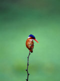 Malachite Kingfisher, Alcedo Cristata Galerita Photographic Print by Elizabeth DeLaney
