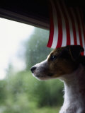 Jack Russell Terrier Near Window with American Flag Fotografie-Druck von Jim Corwin