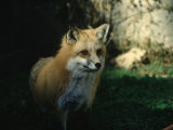 Red Fox Fotografie-Druck von Guy Crittenden
