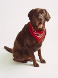 Chocolate Lab with Red Bandana Fotografie-Druck von Michelle Joyce