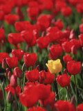 Yellow Tulip in Field of Red Tulips Photographic Print by Wood Sabold